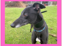 HOMED - ALYS (F) - DOB: SEPT 2021