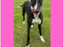 Homed - JENNY (f) - DOB: June 2023