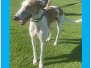 MARVIN (M) - DOB: Jan 2019