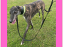Homed - MINNIE (F) - DOB: July 2021