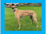 Homed - SHADOW (m) - DOB:  Aug 2021