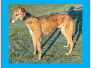 Homed - Tiger (M) - DOB:  May 2021