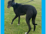 Homed - TONY (M) - DOB: June 2022