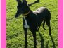 Homed - ZOE (F) - DOB: JAN 2021