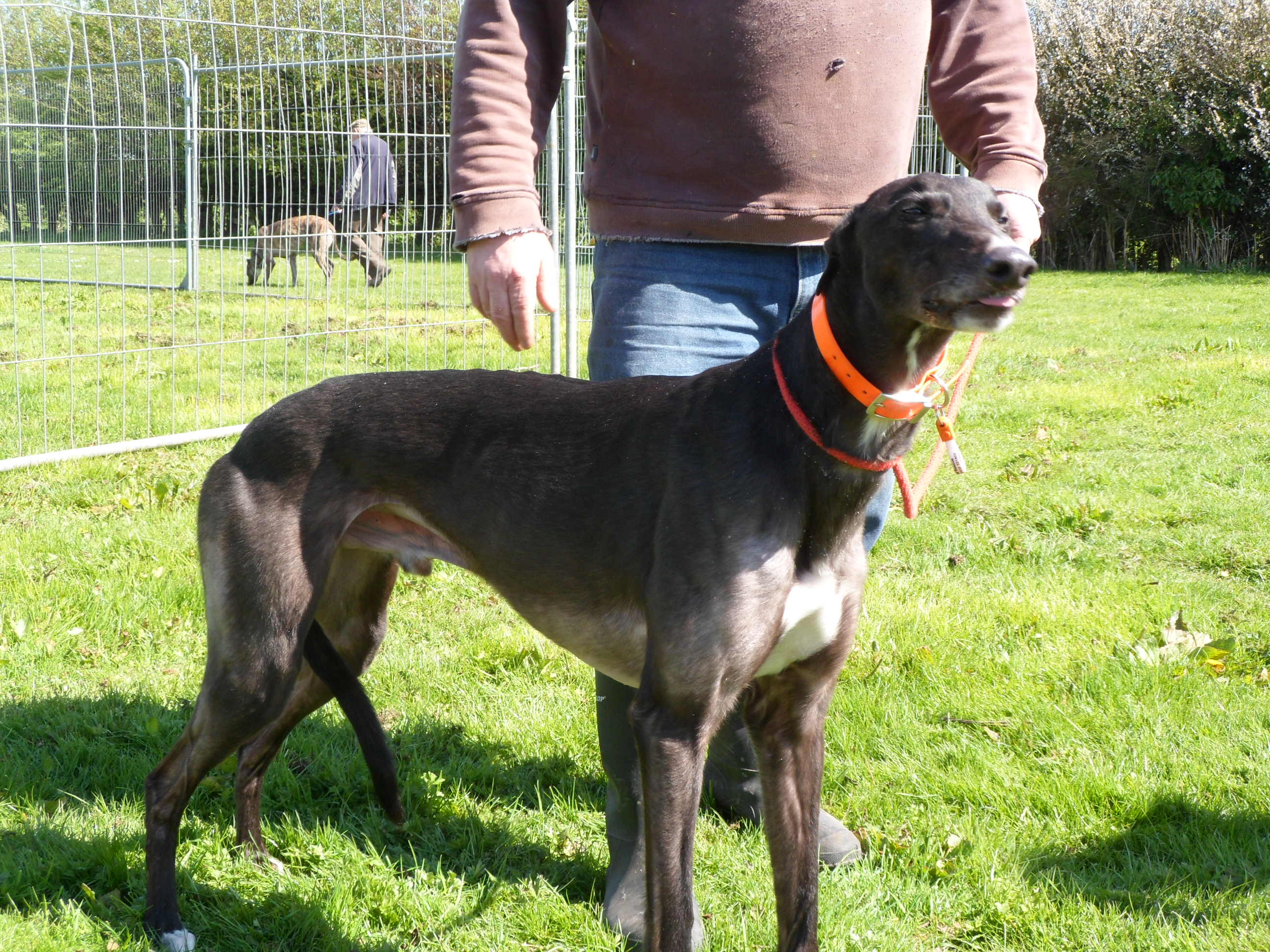 Dog Rescue Hull And East Riding